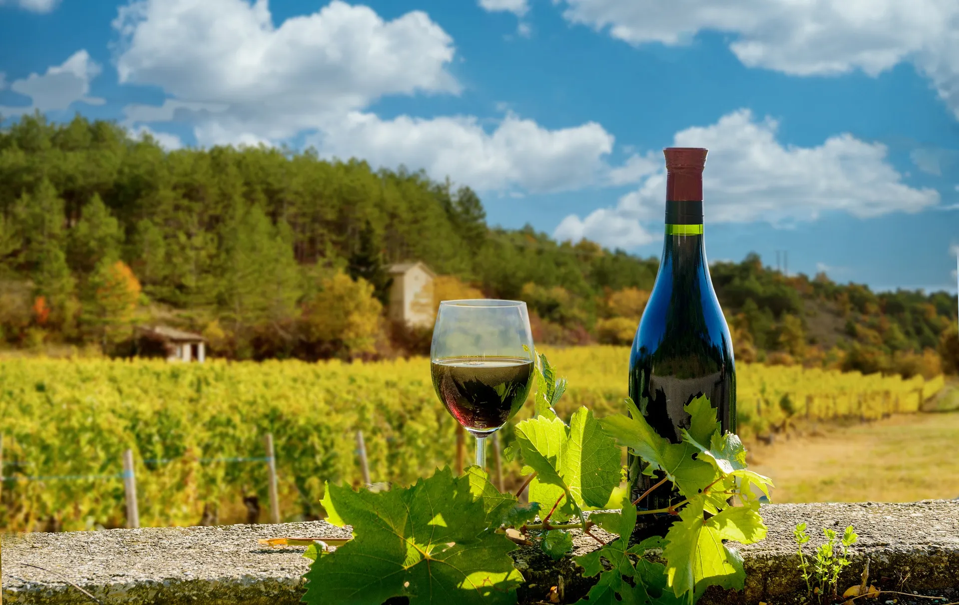 Wine and Gastronomy Tours